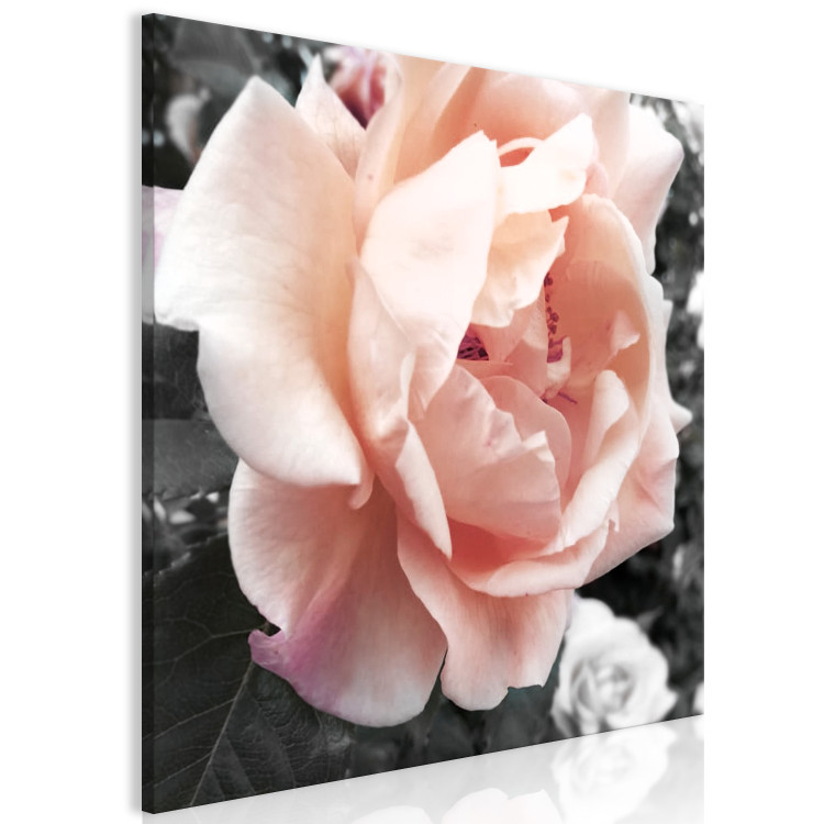 Canvas Print Unique Rose (1-part) - Flower of Nature in Gray Background 122670 additionalImage 2