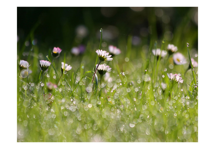 Wall Mural Daisies - Morning Dew and Meadow Landscape with Flowers in Water Droplets 60470 additionalImage 1