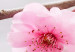Canvas Print Zen: Cherry Blossoms III 97970 additionalThumb 5