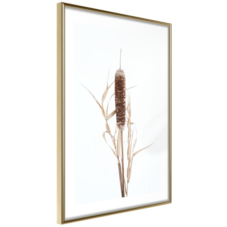 Wall Poster Swamp Queen - autumn composition with aquatic plant on a white background 119180 additionalImage 6
