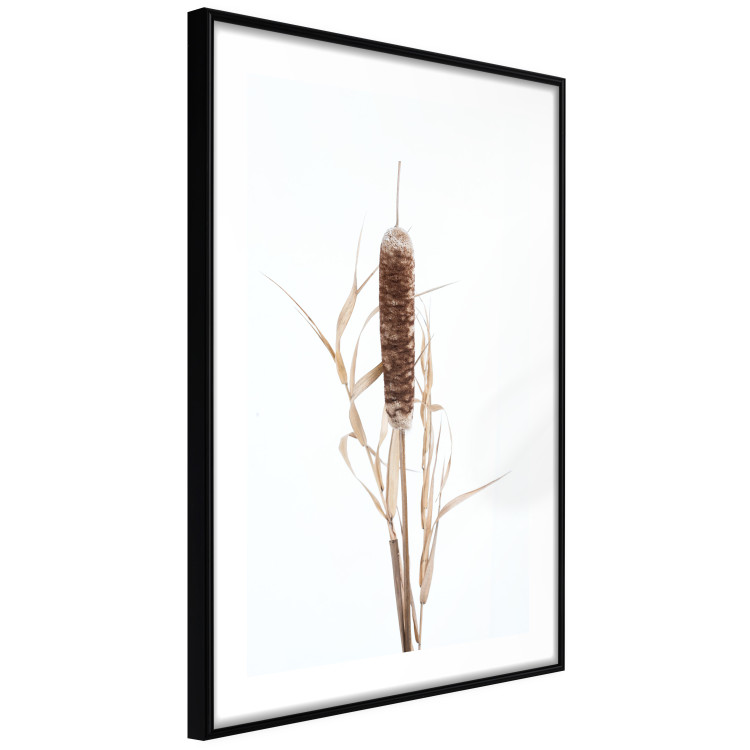 Wall Poster Swamp Queen - autumn composition with aquatic plant on a white background 119180 additionalImage 11