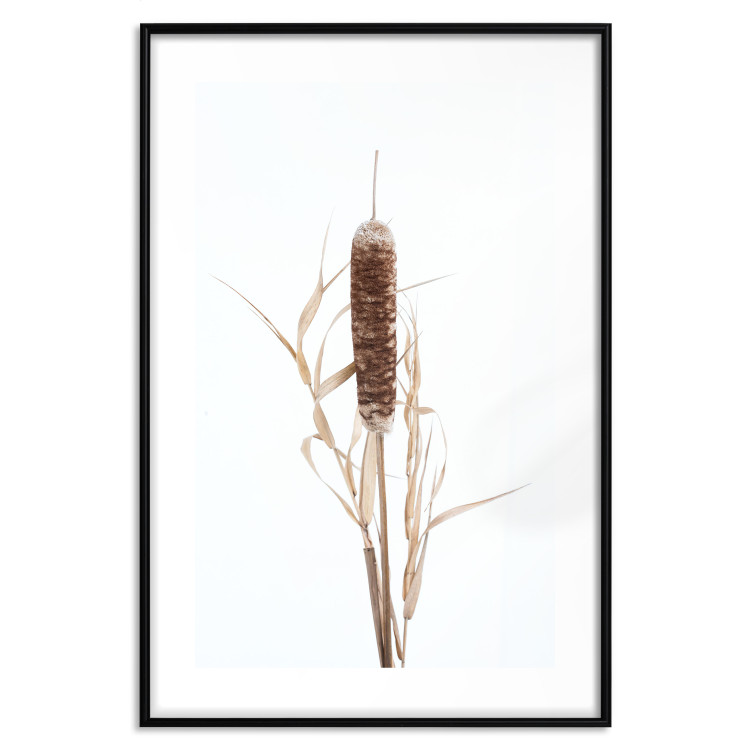Wall Poster Swamp Queen - autumn composition with aquatic plant on a white background 119180 additionalImage 19