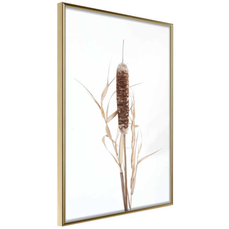 Wall Poster Swamp Queen - autumn composition with aquatic plant on a white background 119180 additionalImage 12