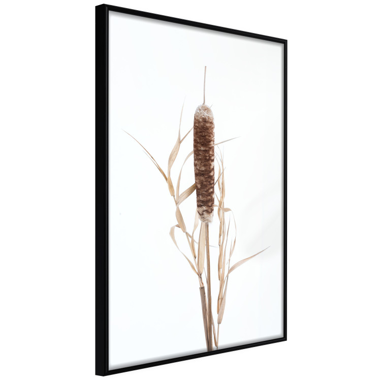 Wall Poster Swamp Queen - autumn composition with aquatic plant on a white background 119180 additionalImage 10