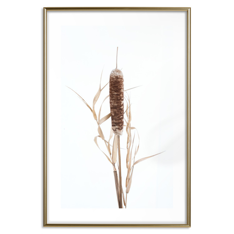 Wall Poster Swamp Queen - autumn composition with aquatic plant on a white background 119180 additionalImage 20