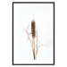 Wall Poster Swamp Queen - autumn composition with aquatic plant on a white background 119180 additionalThumb 19