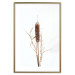 Wall Poster Swamp Queen - autumn composition with aquatic plant on a white background 119180 additionalThumb 20