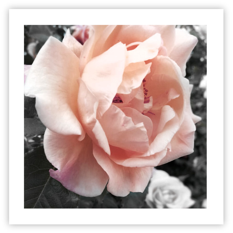 Poster I Love You - pink rose flower on a black and white field with plants 122680 additionalImage 25