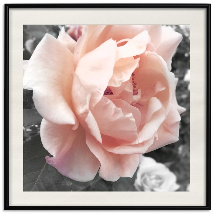 Poster I Love You - pink rose flower on a black and white field with plants 122680 additionalImage 18