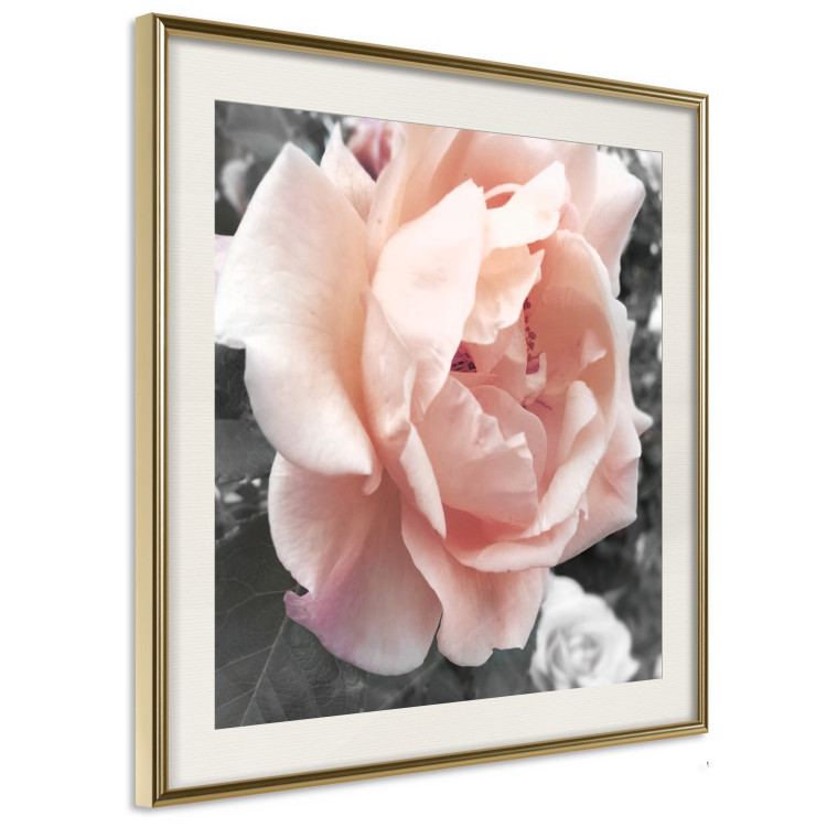 Poster I Love You - pink rose flower on a black and white field with plants 122680 additionalImage 2