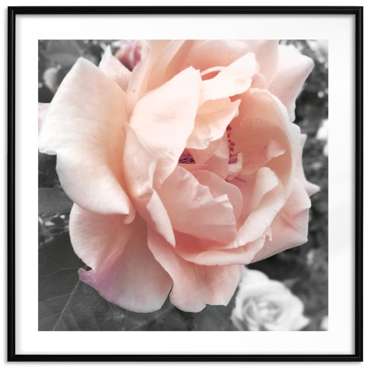Poster I Love You - pink rose flower on a black and white field with plants 122680 additionalImage 17