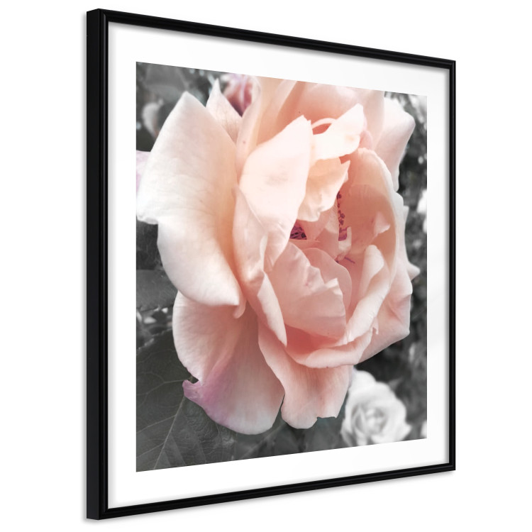 Poster I Love You - pink rose flower on a black and white field with plants 122680 additionalImage 13