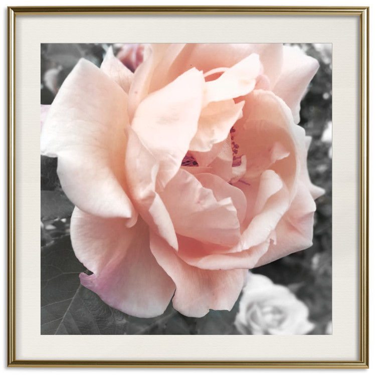 Poster I Love You - pink rose flower on a black and white field with plants 122680 additionalImage 19