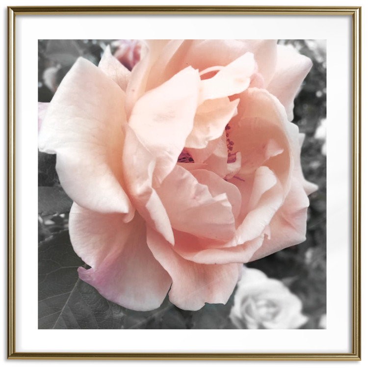 Poster I Love You - pink rose flower on a black and white field with plants 122680 additionalImage 16