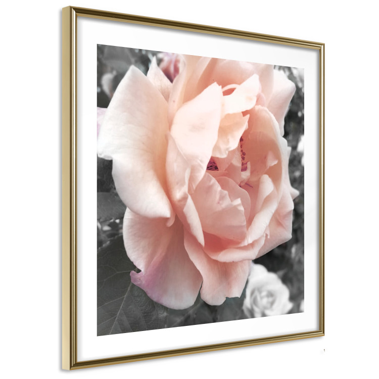 Poster I Love You - pink rose flower on a black and white field with plants 122680 additionalImage 6