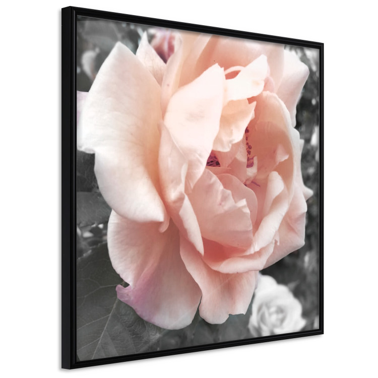 Poster I Love You - pink rose flower on a black and white field with plants 122680 additionalImage 10