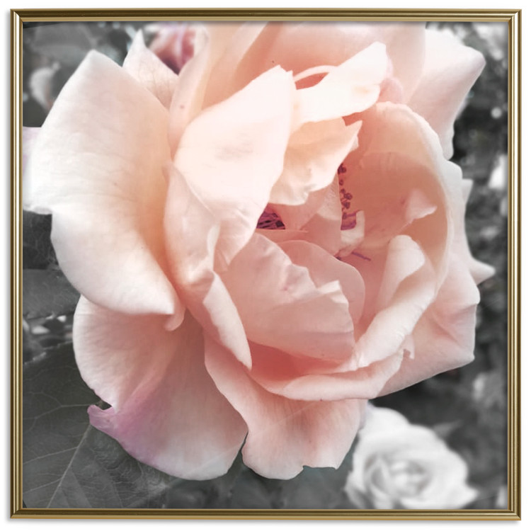Poster I Love You - pink rose flower on a black and white field with plants 122680 additionalImage 20