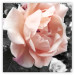 Poster I Love You - pink rose flower on a black and white field with plants 122680