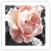 Poster I Love You - pink rose flower on a black and white field with plants 122680 additionalThumb 25