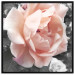 Poster I Love You - pink rose flower on a black and white field with plants 122680 additionalThumb 24
