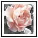 Poster I Love You - pink rose flower on a black and white field with plants 122680 additionalThumb 15