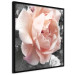 Poster I Love You - pink rose flower on a black and white field with plants 122680 additionalThumb 10