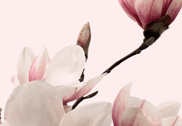 Canvas Art Print Pink Spectrum of Nature (3-part) - Delicate Magnolia Blossom 122780 additionalImage 4