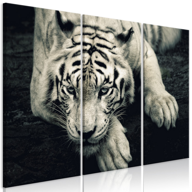 Canvas Calm tiger - sepia triptych with a lying tiger on a black background 128780 additionalImage 2