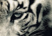Canvas Calm tiger - sepia triptych with a lying tiger on a black background 128780 additionalThumb 4
