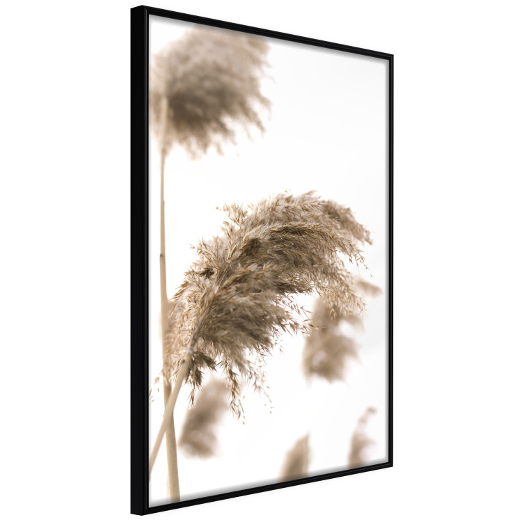 Poster Dry Wind - plant landscape in the wind on a contrasting white background 131780 additionalImage 11