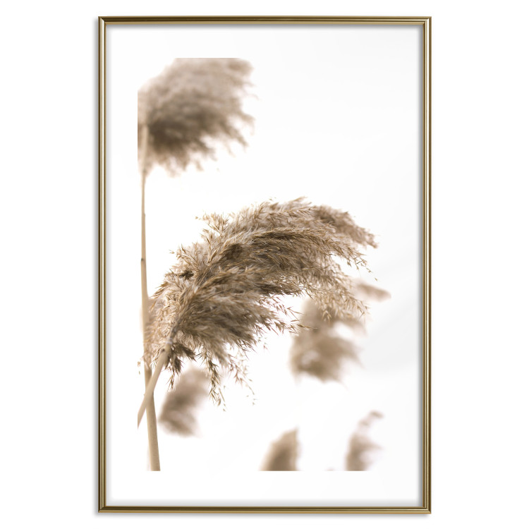 Poster Dry Wind - plant landscape in the wind on a contrasting white background 131780 additionalImage 14