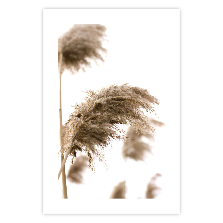 Poster Dry Wind - plant landscape in the wind on a contrasting white background 131780 additionalImage 25
