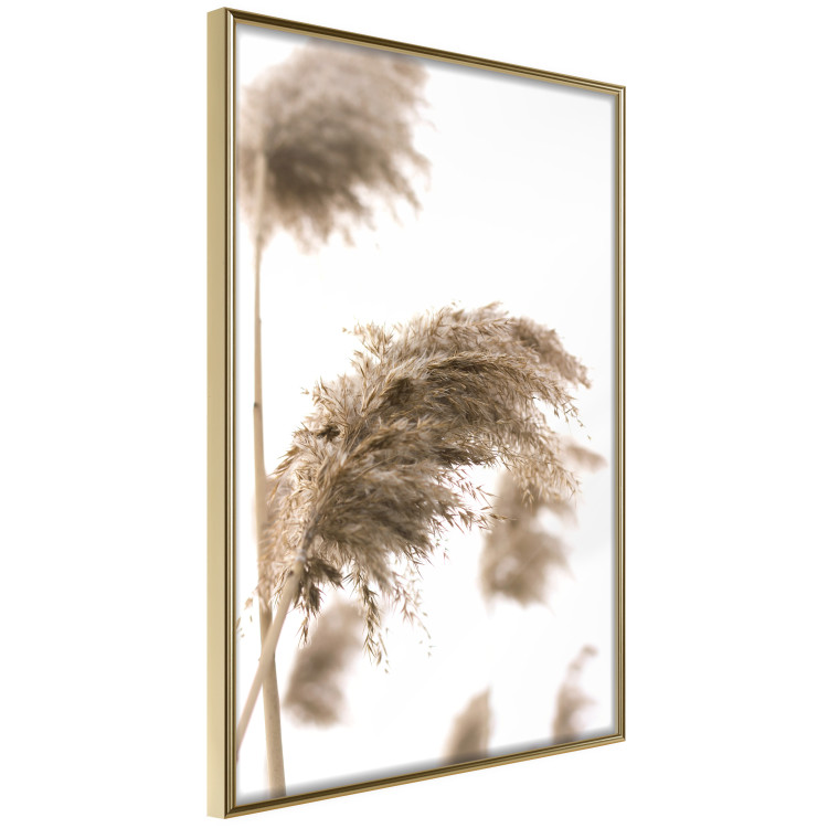 Poster Dry Wind - plant landscape in the wind on a contrasting white background 131780 additionalImage 14