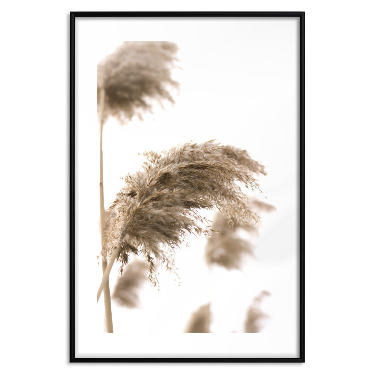 Poster Dry Wind - plant landscape in the wind on a contrasting white background 131780 additionalImage 15