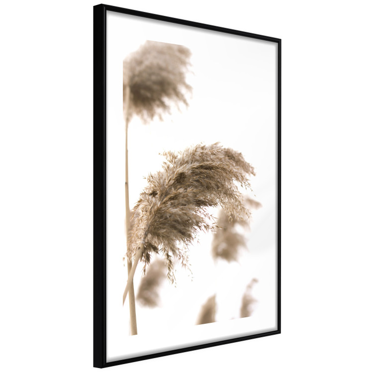 Poster Dry Wind - plant landscape in the wind on a contrasting white background 131780 additionalImage 6