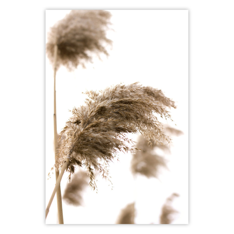 Poster Dry Wind - plant landscape in the wind on a contrasting white background 131780