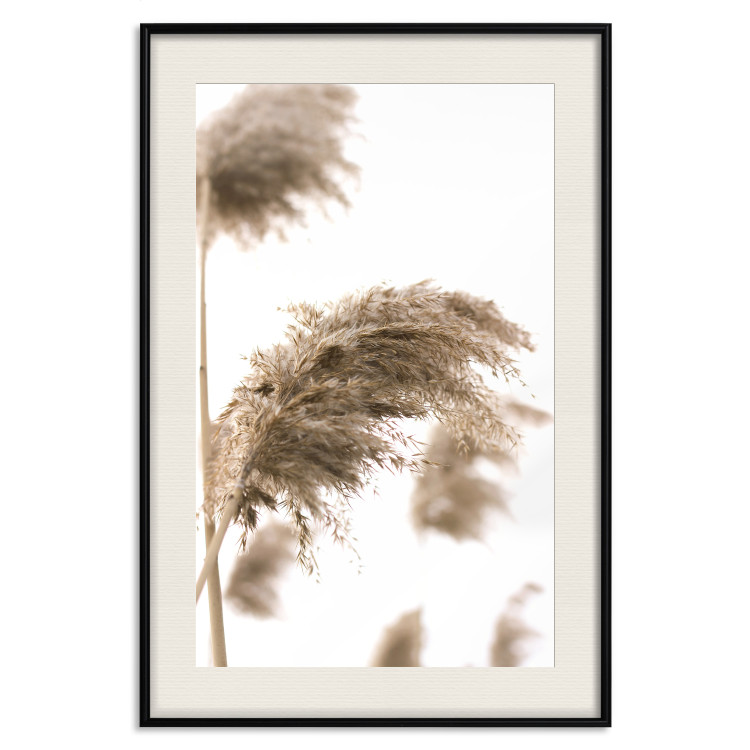 Poster Dry Wind - plant landscape in the wind on a contrasting white background 131780 additionalImage 19