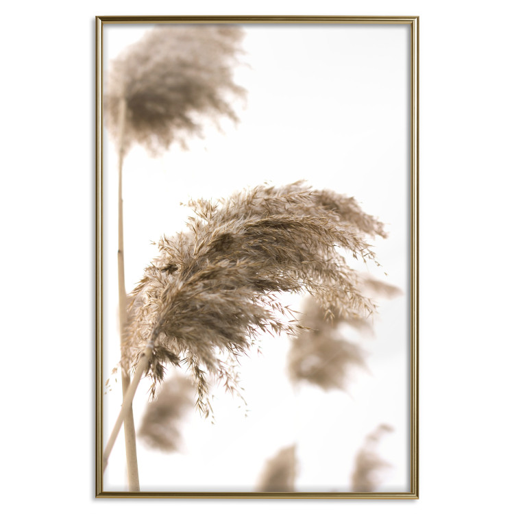 Poster Dry Wind - plant landscape in the wind on a contrasting white background 131780 additionalImage 21