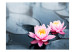 Photo Wallpaper Lotus flower - Nature Theme bringing Zen to the living room on a gray background 60680 additionalThumb 1