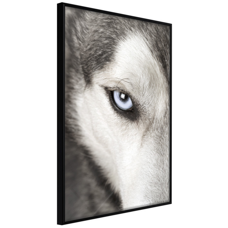 Wall Poster Dog's Gaze - black and white dog face with distinct white eye 123990 additionalImage 10