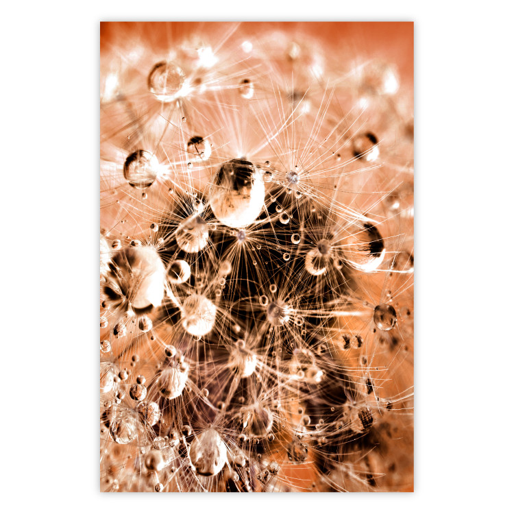 Wall Poster Morning Moments - dandelion flower up close with water droplets 124490