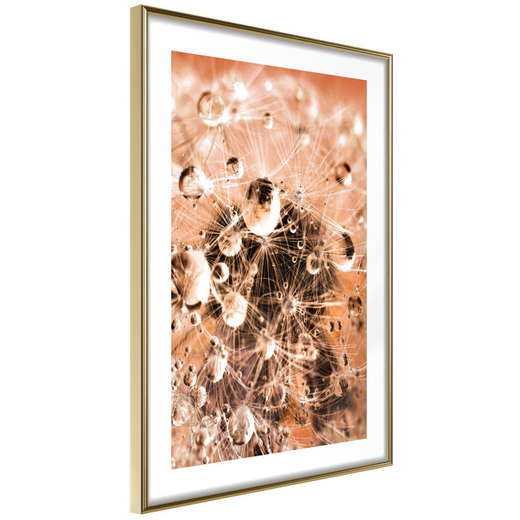 Wall Poster Morning Moments - dandelion flower up close with water droplets 124490 additionalImage 7
