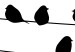 Wall Poster Bird Family - black and white birds sitting on wires on a white background 125090 additionalThumb 9