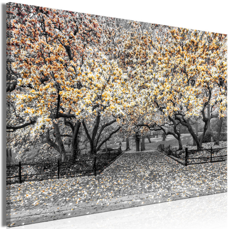 Canvas Print Blooming Magnolias - magnolia trees with flowers in shades of orange 128790 additionalImage 2