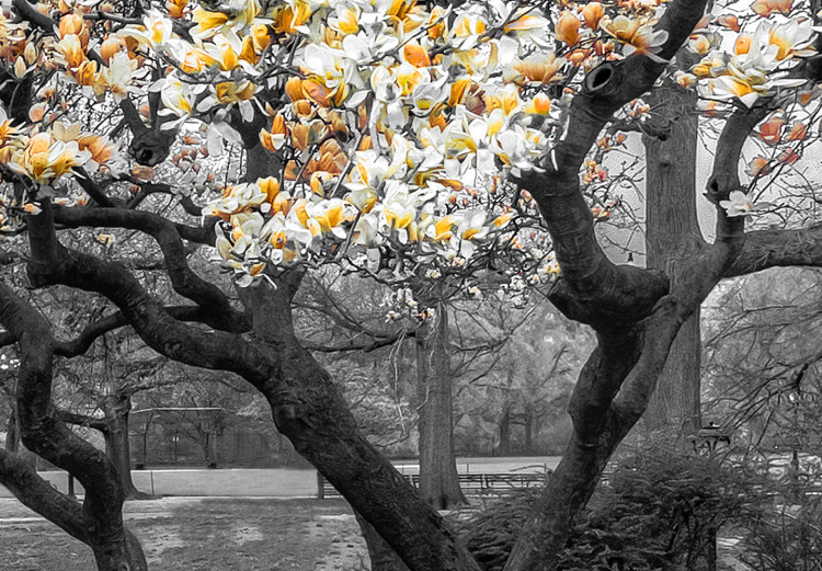 Canvas Print Blooming Magnolias - magnolia trees with flowers in shades of orange 128790 additionalImage 4