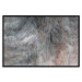 Poster Gray Feather - abstract composition of feathers on a concrete texture 135790 additionalThumb 14