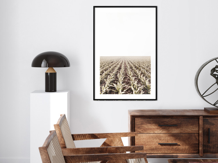 Poster Cornfield - rural landscape overlooking fields and a clear sky 137690 additionalImage 20