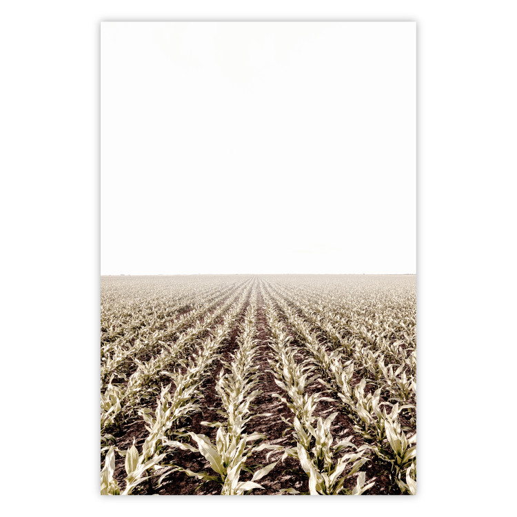 Poster Cornfield - rural landscape overlooking fields and a clear sky 137690