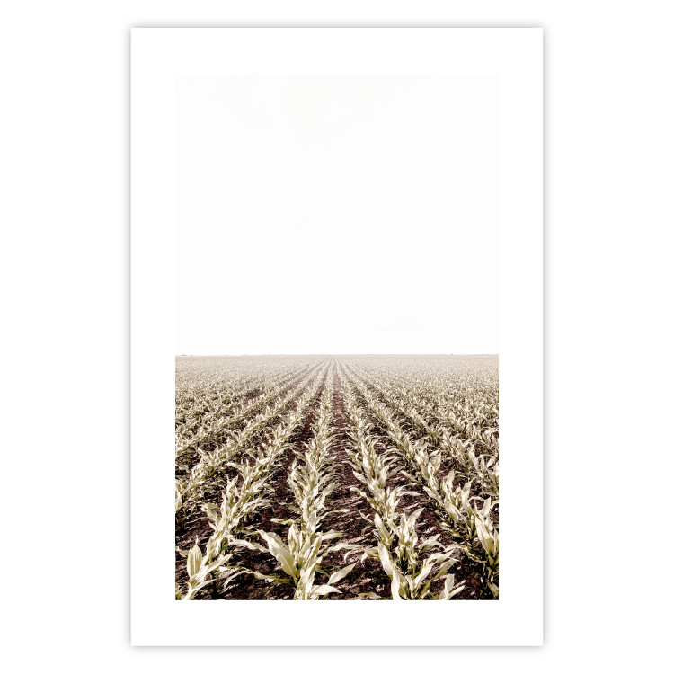 Poster Cornfield - rural landscape overlooking fields and a clear sky 137690 additionalImage 10