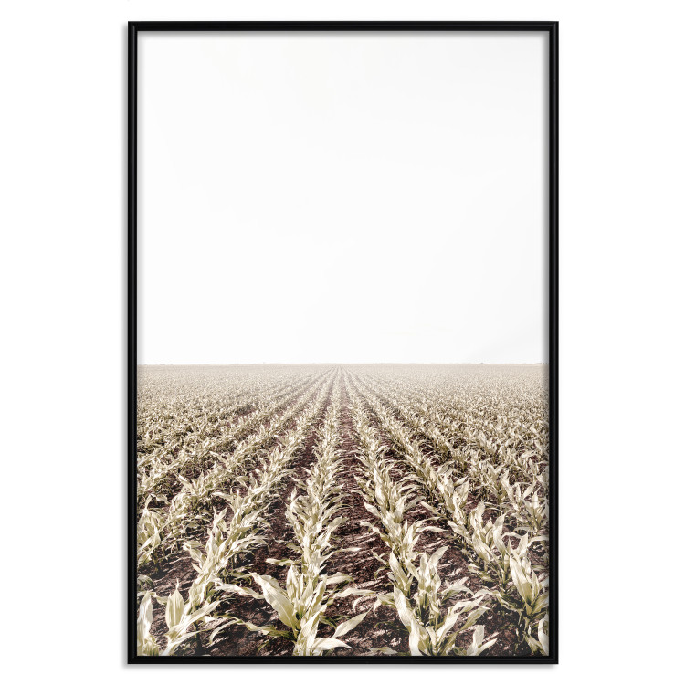 Poster Cornfield - rural landscape overlooking fields and a clear sky 137690 additionalImage 12